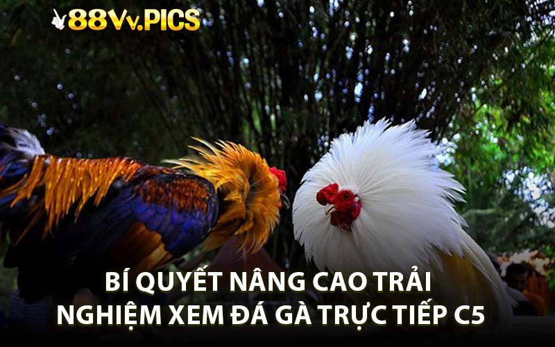 Bí quyết nâng cao trải nghiệm xem đá gà trực tiếp C5