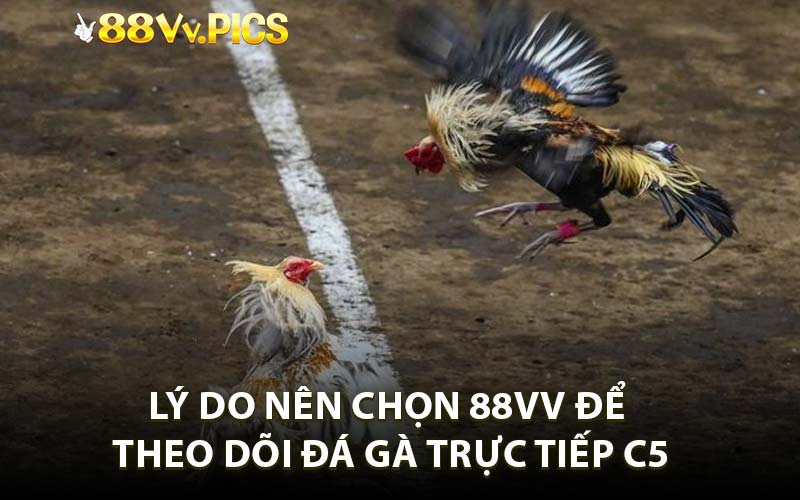 Lý do nên chọn 88VV để theo dõi đá gà trực tiếp C5