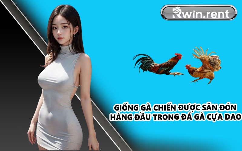 Giống gà chiến được săn đón hàng đầu trong đá gà cựa dao