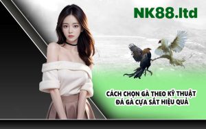 Cách chọn gà theo kỹ thuật đá gà cựa sắt hiệu quả